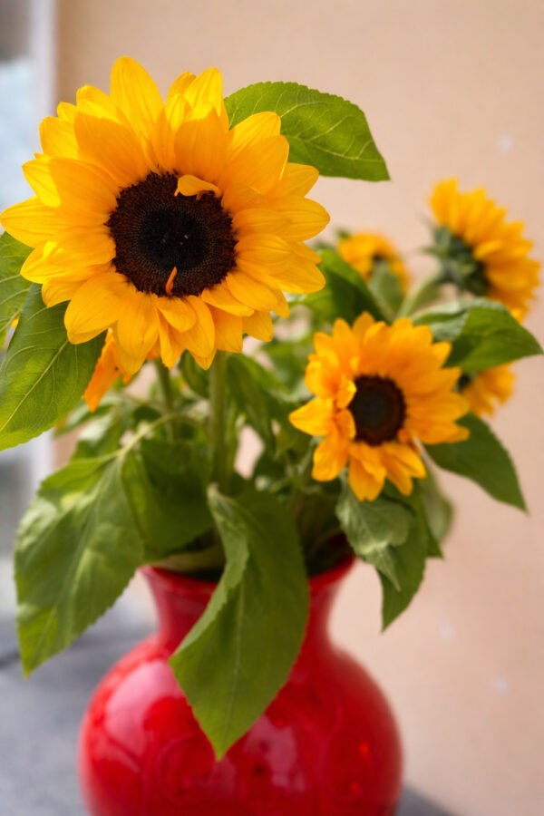 girasoli